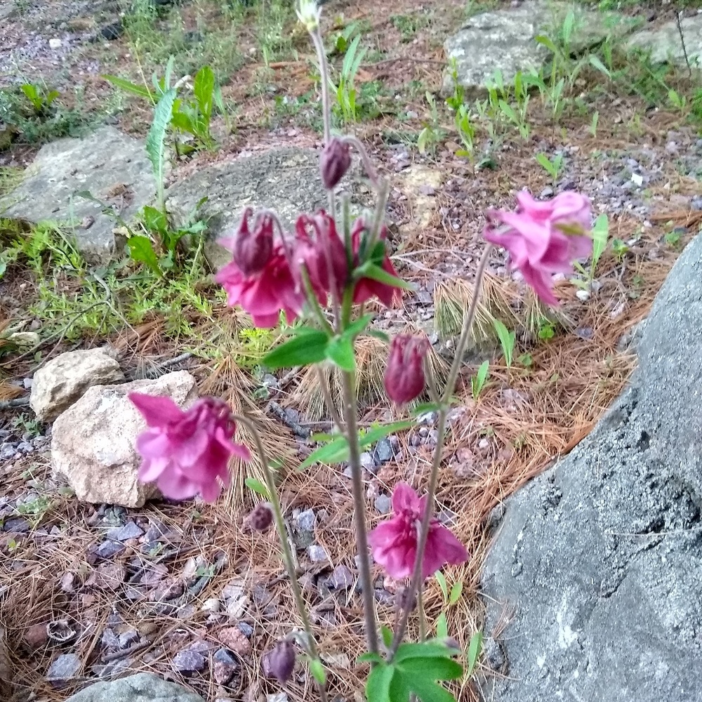 Meet your Posher, Mona